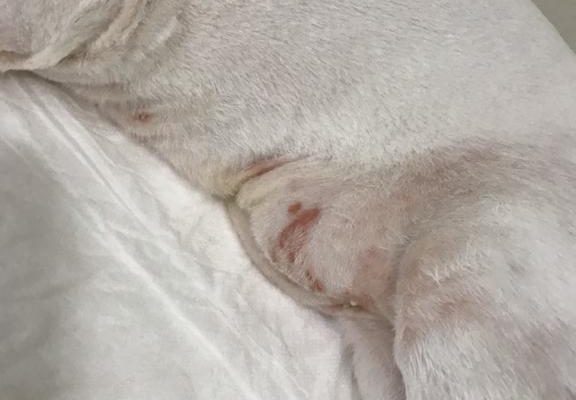 Kedi ve Köpeklerde Alerji