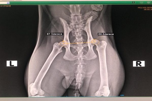 Kedi ve Köpeklerde Kalça Displazisi-Kalça çıkıklığı