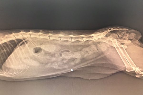 Kedi ve Köpeklerde Konstipasyon (Kabızlık)