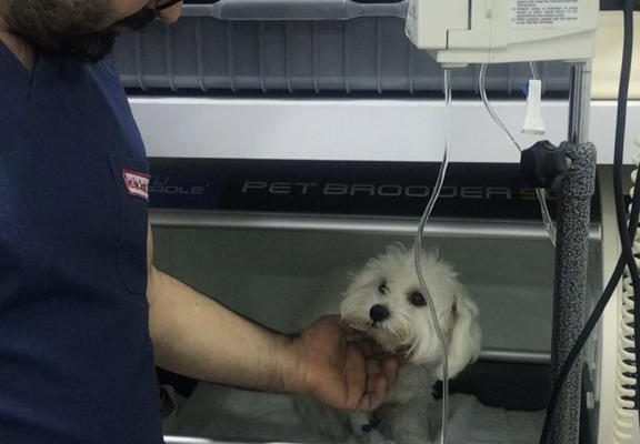 Kedi ve Köpeklerde İshal