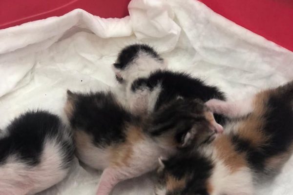 Kedi ve Köpeklerde Doğum