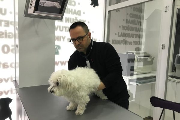 KÖPEKLER NEDEN İDRAR TUTAMAZ?(İDRAR KAÇIRMA)
