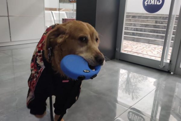 Kedi ve Köpek Hastalıkları A’dan Z’ye