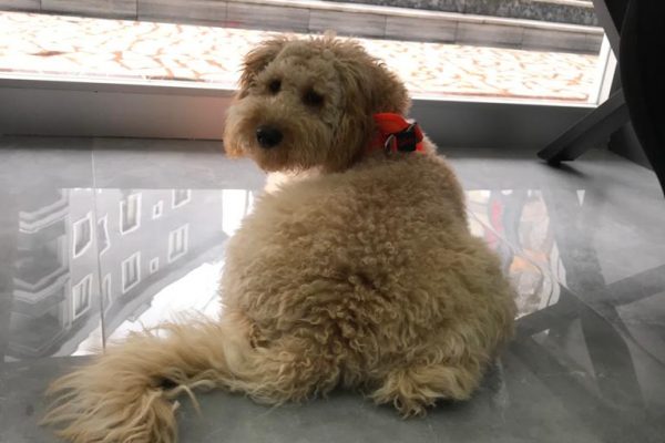 KÖPEĞİM YEMEK YEMİYOR(İŞTAHSIZ)