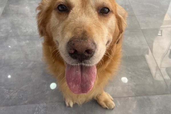 KÖPEKLERİN TAHMİNİ İNSAN YAŞI