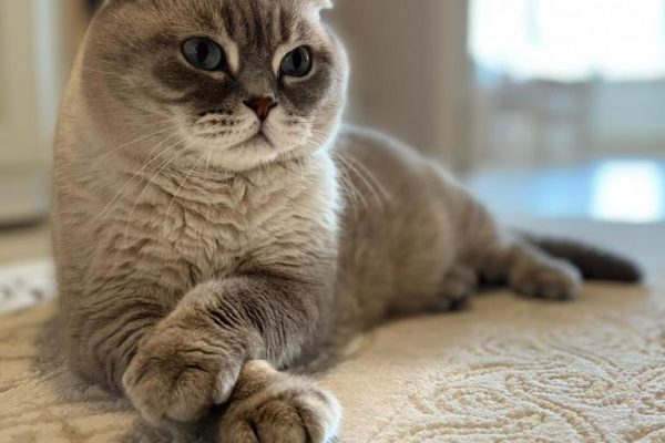 KEDİ VE KÖPEKLERDE İLK YARDIM