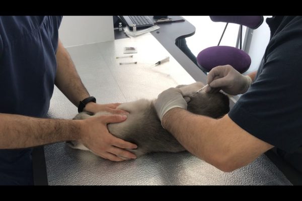 KEDİ,KÖPEK AŞILAMA CEDVELİ