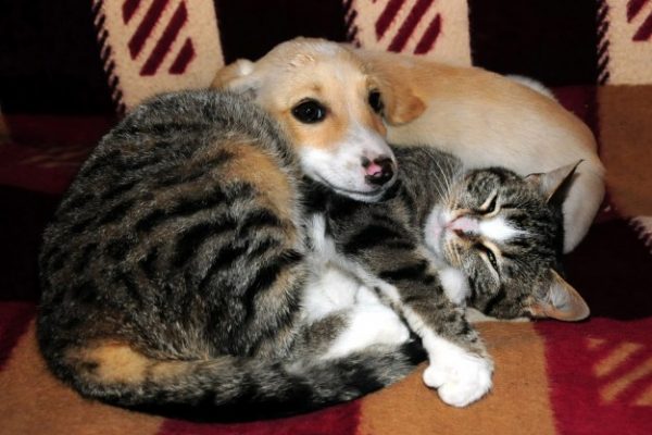 Kedi ve Köpeklerde Kuduz