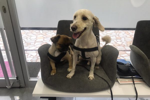 Köpeklerin Sosyalleşmesi