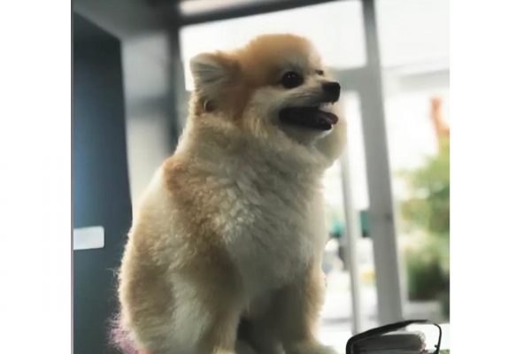 Yavru Köpeklerin İlk Kızgınlığı