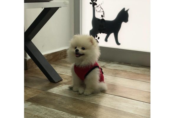 Yavru Köpeklerde Basit Eğitim Komutları
