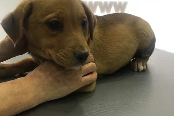 Yavru Köpek Psikolojisi