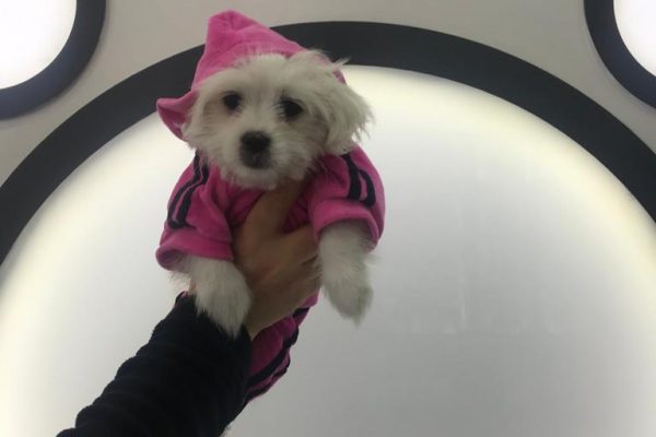 Yavru Köpeğinizin Davranış Eğitimi