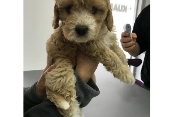 Yavru Köpek Bakımı