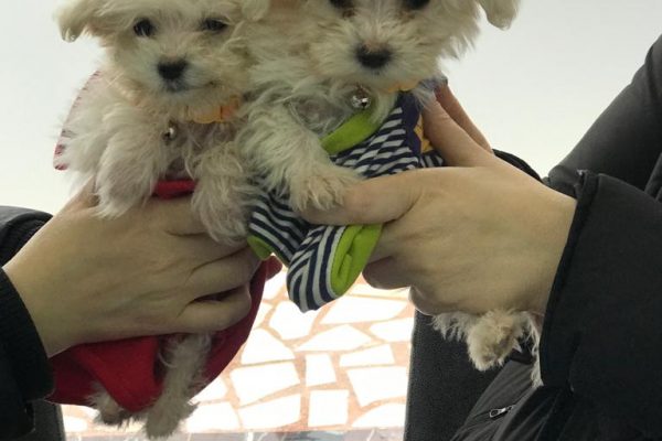 Yavru köpeğinizi nasıl ve ne zaman beslemelisiniz?