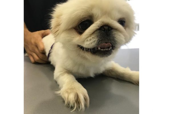 Köpeğinizdeki Üriner Sistem Problemleri