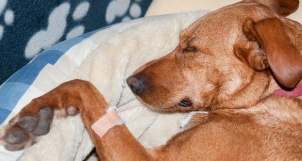 Köpeklerde epilepsi (sara)