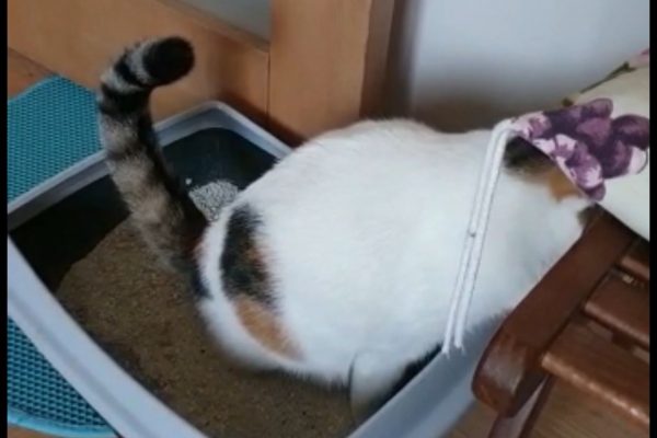 Kiraz’ın Struvite Kristali İle İmtihanı